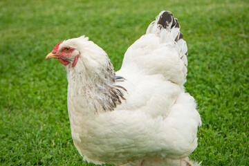 Brahma chicken on the farm, white chicken on green grass, poultry breeding on the farm, poultry...