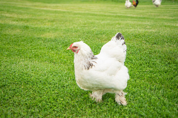 Brahma chicken on the farm, white chicken on green grass, poultry breeding on the farm, poultry...