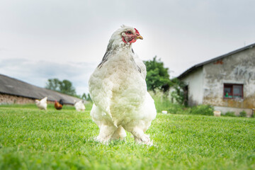 Brahma chicken on the farm, white chicken on green grass, poultry breeding on the farm, poultry...