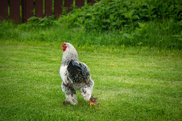 Brahma rooster on the farm, white rooster on green grass, poultry breeding on the farm, poultry breeding