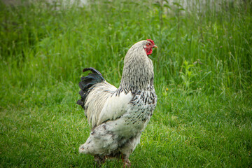 Naklejka na ściany i meble Brahma rooster on the farm, white rooster on green grass, poultry breeding on the farm, poultry breeding
