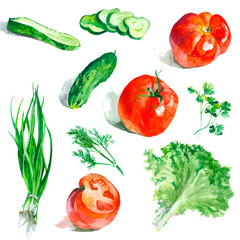 Vegetables and sctnted herbs watercolor isolated on white background set for all prints. Watercolor painted.