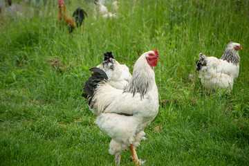chicken, Brahma rooster on the farm, white rooster on green grass, poultry breeding on the farm, poultry breeding