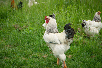 Brahma rooster on the farm, white rooster on green grass, poultry breeding on the farm, poultry breeding