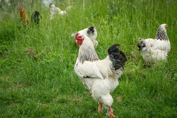 Brahma rooster on the farm, white rooster on green grass, poultry breeding on the farm, poultry breeding