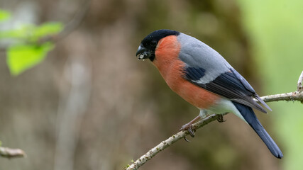 bird, natur, wild lebende tiere, tier, ast, wild, bird, gimpel, 