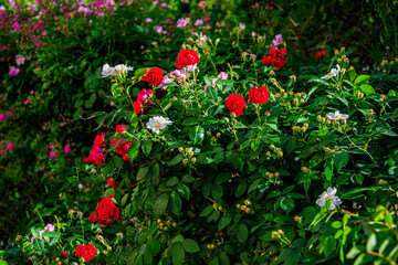 Розы красные и жёлтые. Розы вьющиеся