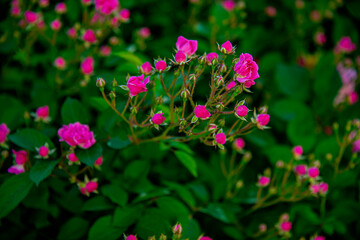 Розы красные и жёлтые. Розы вьющиеся