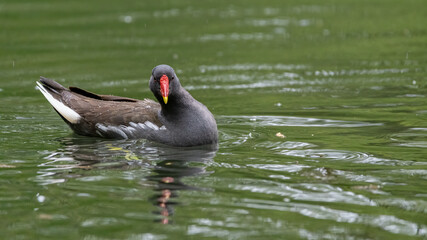 Fototapeta premium Teichralle, Teichhuhn, bird, wasser, ente, cygnus, natur, see, tier, black, teich, schnabel