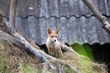 Red fox cub