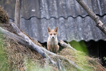 Red fox cub