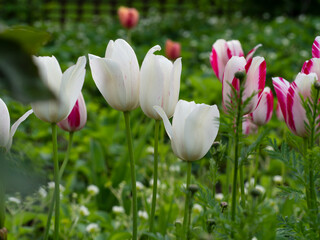 Floral spring card focus on the center. White and pink flowers tulips in the sun on a blurred green background with a bokeh effect