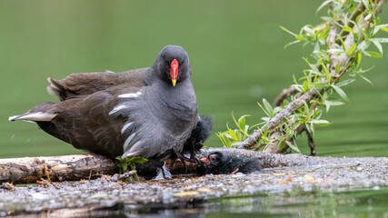 Teichralle, Teichhuhn, bird, wasser, ente, cygnus, natur, see, tier, black, teich, schnabel