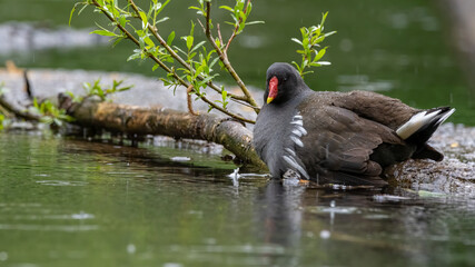 Teichralle, Teichhuhn, bird, wasser, ente, cygnus, natur, see, tier, black, teich, schnabel