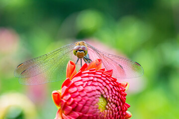 ぼかした緑色の背景のなかで花の蕾に止まったトンボ