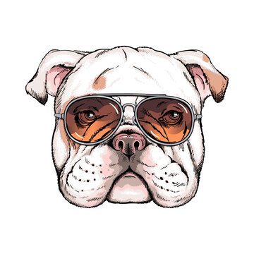 Cute english bulldog portrait. Dog in sunglasses. Vector illustration. Stylish image for printing on any surface	
