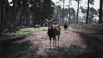 Ziegen Bock