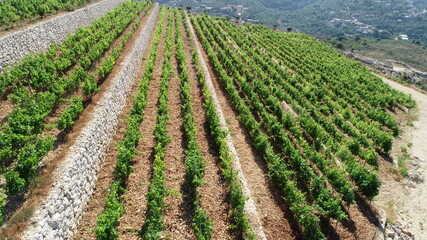 Fototapeta na wymiar Vineyard view from above. Summertime. Red wine in the making. Syrah, Cabernet sauvignon, Cabernet Franc, Merlot. Wine tasting. Family business in the mountains. Wine lovers. Vineyard walk