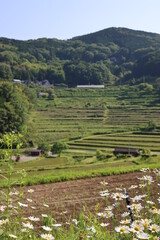 Fototapeta na wymiar とても美しい日本の岡山県の棚田の風景