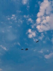 birds in the blue sky