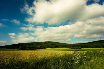 grass and sky