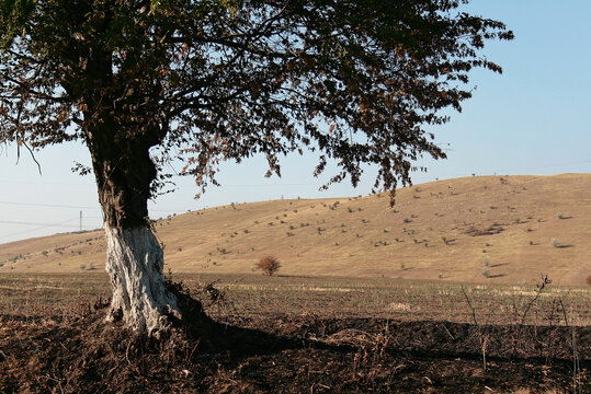 Stepy wschodniej Rumunii