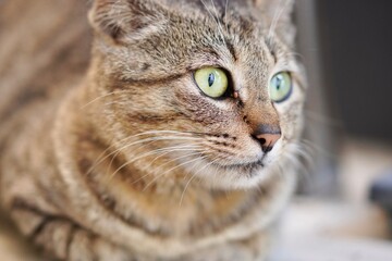 portrait of a cat