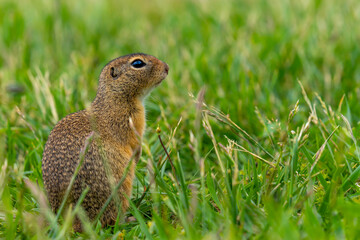 Ziesel - Ground Squirrel