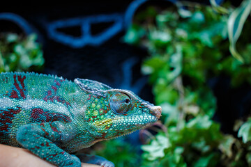 Obraz premium カメレオン