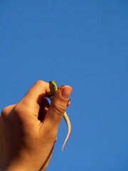 A small lizard on a girl's arm against the blue sky