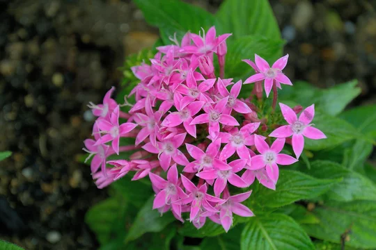 24 件の最適な 五枚花弁 画像 ストック写真 ベクター Adobe Stock 24 件の最適な 五枚花弁 画像 ストック写真 ベクター Adobe Stock