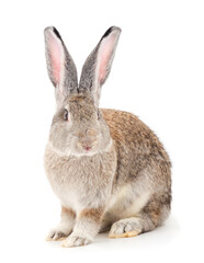 Obraz premium Gray rabbit isolated.