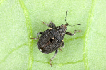 Poppy root weevil (Stenocarus ruficornis) - one of the most significant pests of opium poppy (Papaver somniferum). Beetle on the leaf .