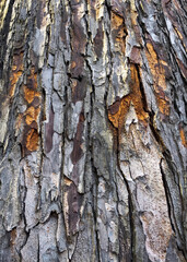 Pine tree skin unique texture background picture