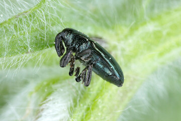Aulacobaris coerulescens (formerly Baris). The larvae of this beetle from the weevil family damage cultivated plants of the cabbage family: radish, rapeseed, cabbage, cauliflower, broccoli and others.