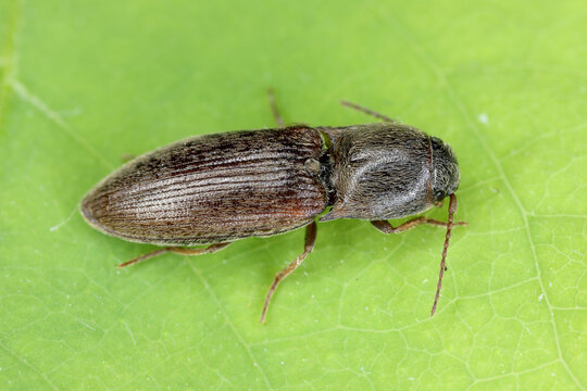 Agriotes sputator brown-black beetle, a pest of cereals and other crops. The larvae are wireworms and damage the roots 