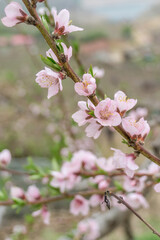 A close-up of peach trees blooming in spring.