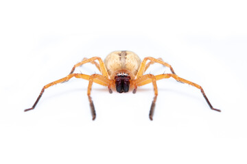 Image of Huntsman spider (Olios sp.) is a family of Sparassidae on white background. Insect. Animal.