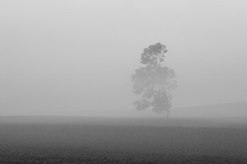 Samotne drzewo we mgle - obrazy, fototapety, plakaty