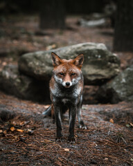 Fuchs
