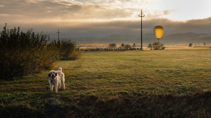 Balony lotnicze  © Damian