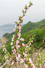 A close-up of peach trees blooming in spring.