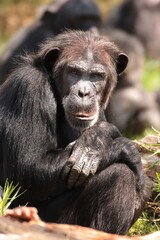 Chimpansee 