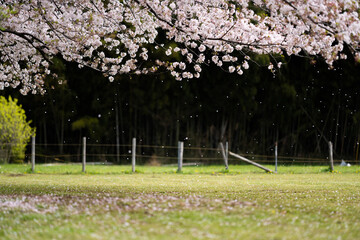 桜の花びらが静かに舞い落ちる様子