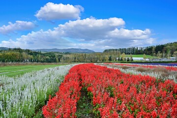 満開のカラフルなサルビアが咲く公園の情景＠富良野、北海道