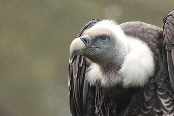 Vulture