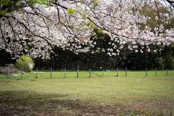 風になびく桜吹雪と芝生に散った花ビラ
