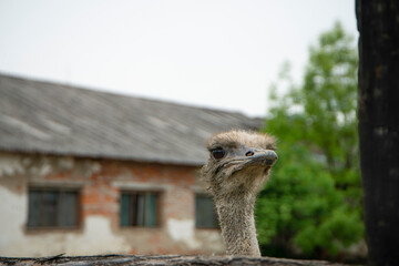 Ostrich head close-up. Head and neck front portrait of an ostrich bird at an ostrich farm. Farmer breeding of ostriches in Ukraine Zakarpattia region