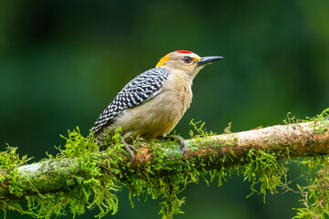 Red bellied woodpecker Melanerpes carolinus on a tree in Naples, Florida