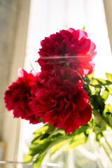 peonies in a vase on the window